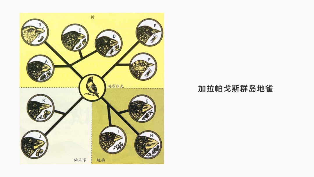 用2个实战案例，聊聊设计的形式与功能