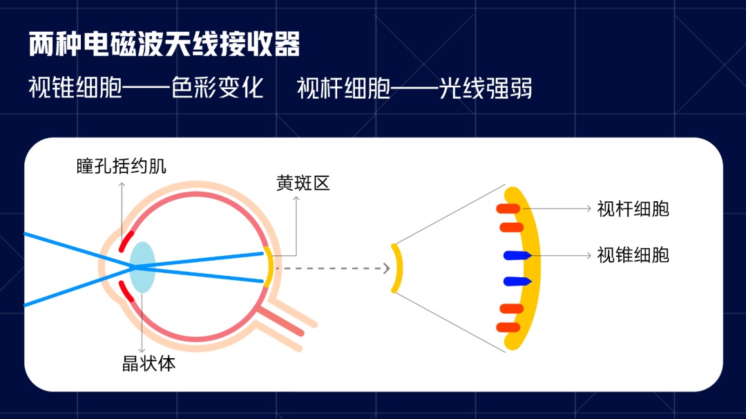 想做好适老化设计，先来了解人眼的光色原理！