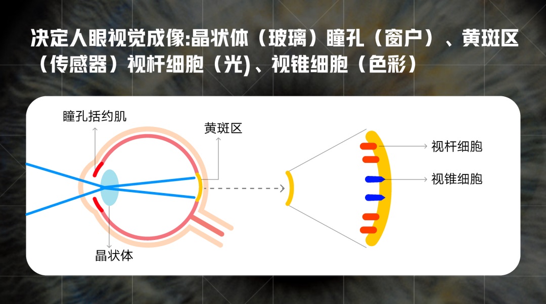 想做好适老化设计，先来了解人眼的光色原理！