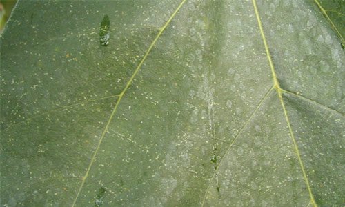 Bright Leaf Close Up Shot Texture