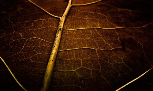 Attractive Leaf Texture