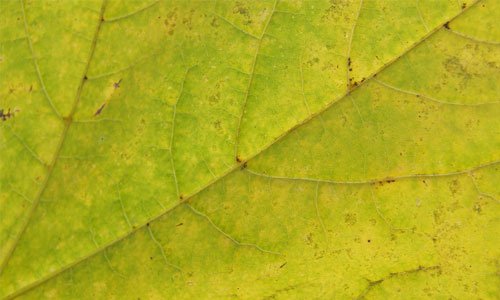 Relaxing Leaf Texture