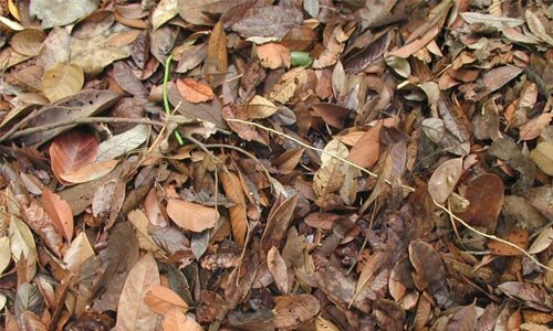 Cool Even Dead Leaves Texture