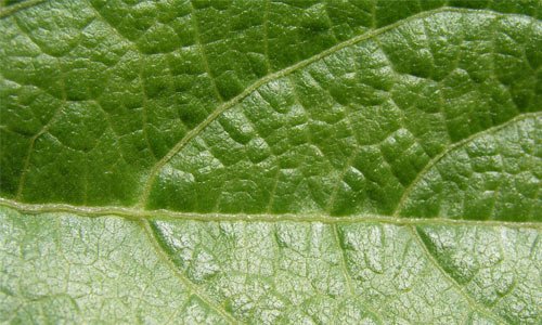 Green leaf texture