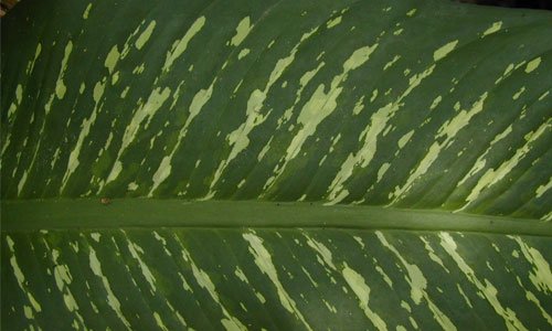 Simply Nice Leaf Texture