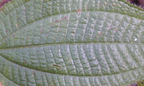 Shining Nicely Leaf Texture