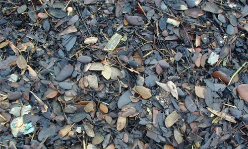 Simply Amazing Leaf Texture