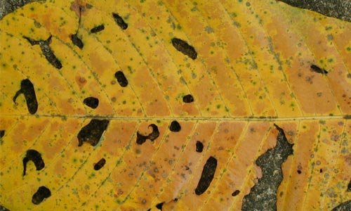 Simple But Pretty Leaf Texture