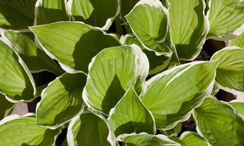 Extremely Cool White Edge Leaf Texture