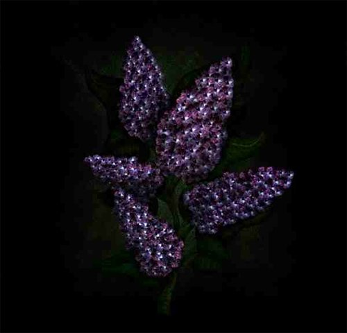 Create a Beautiful Purple Syringa from Scratch