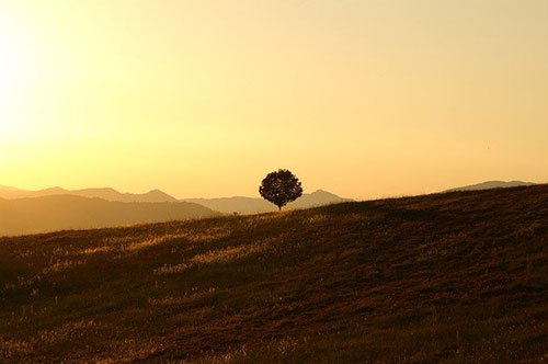 tree-189852_640