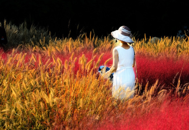 唯美的爱情诗句 古诗词爱情唯美的句子