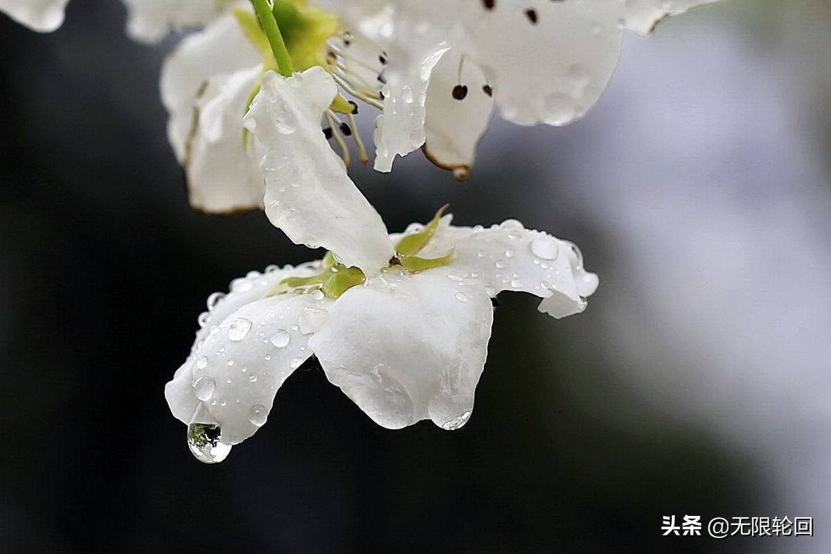 咏春雨的诗句（分享10首关于春雨的古诗词）