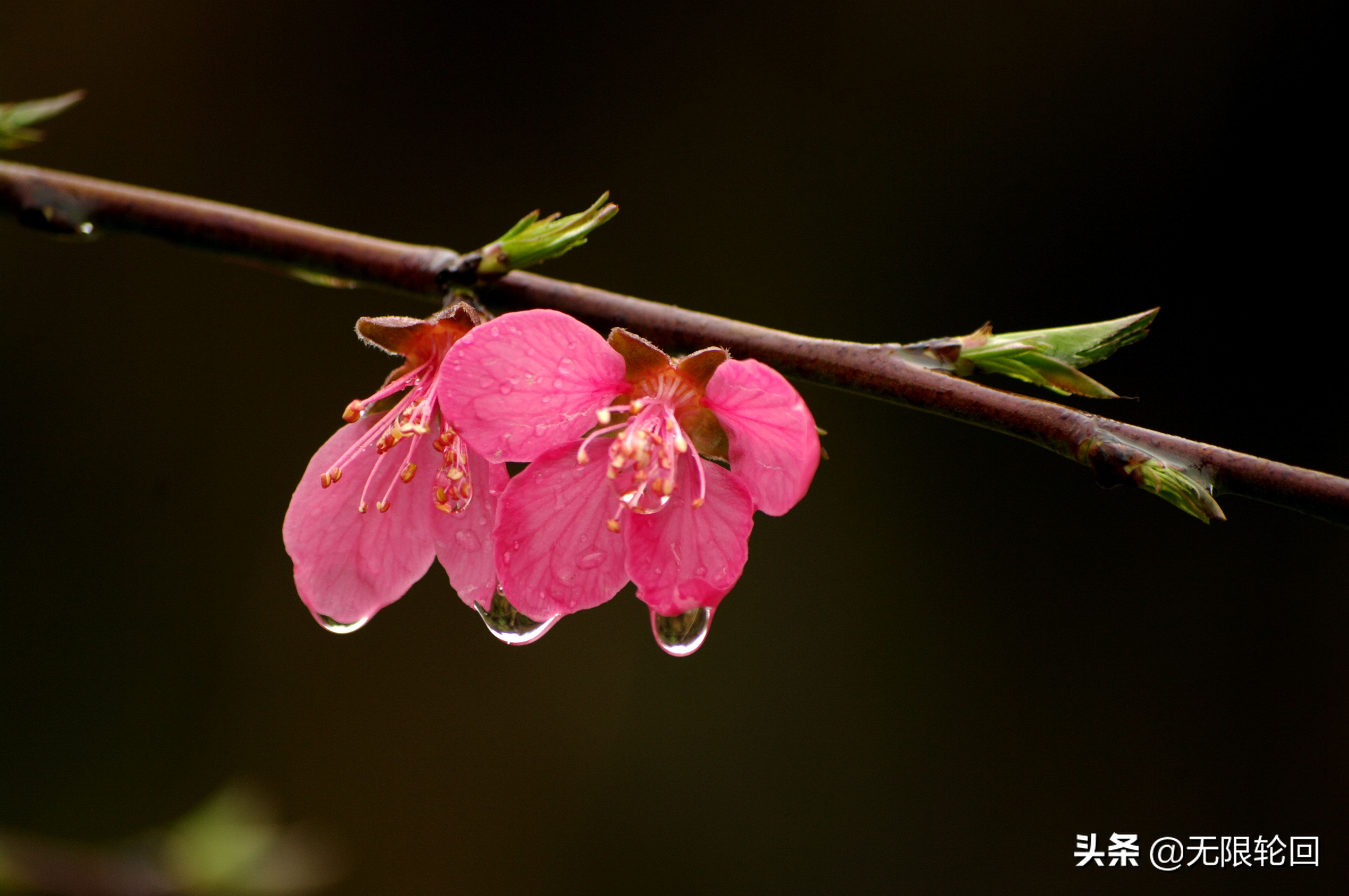 咏春雨的诗句（分享10首关于春雨的古诗词）