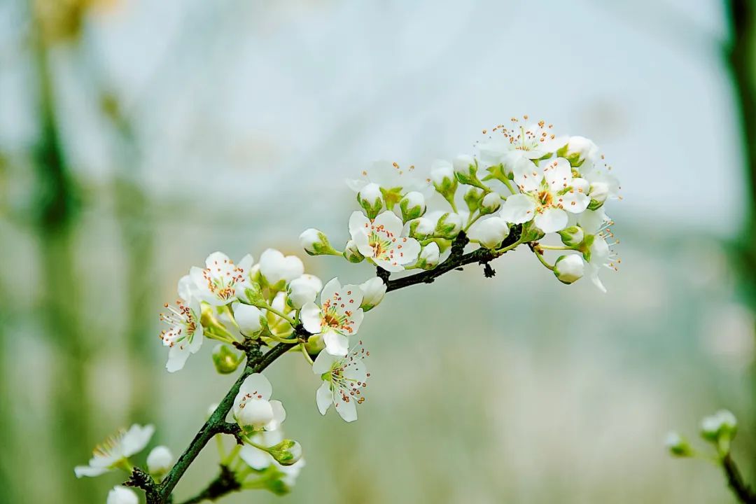 形容花漂亮唯美的诗句（50句赏花诗词温柔又浪漫）