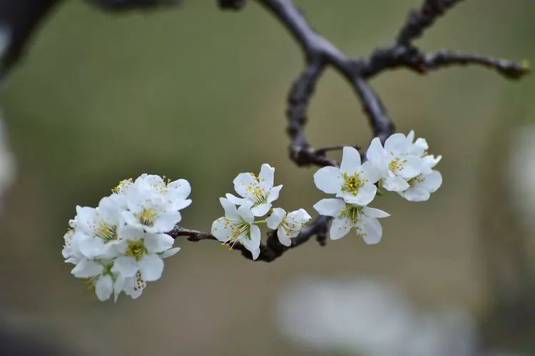 咏李花的诗句（关于李花的经典词句文章分享）