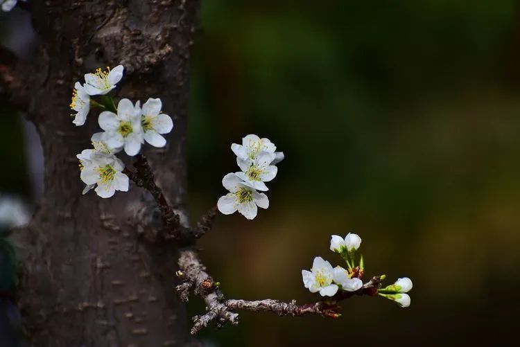 咏李花的诗句（关于李花的经典词句文章分享）