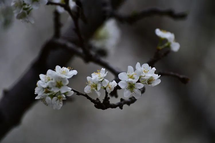 咏李花的诗句（关于李花的经典词句文章分享）