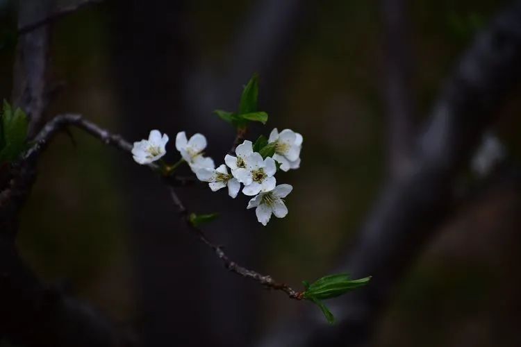 咏李花的诗句（关于李花的经典词句文章分享）