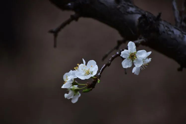 咏李花的诗句（关于李花的经典词句文章分享）